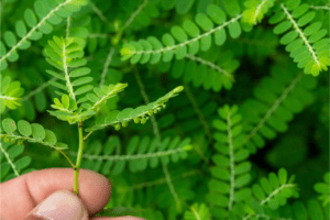 Bhumi amla Plant